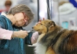 Sue Wyglendowski from northeast Ohio trims the whiskers of Tobey, a shetland sheepdog before the Ingham County Kennel Club on Nov. 27, 2015 in the MSU pavilion in Lansing, Michigan. "I love the relationships. Even if I don't own the dog, it's always special. This boy likes to jump up in bed at night and licks my neck to say goodnight," Wyglendowski shared.